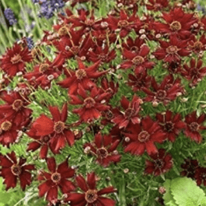 Vibrant red flowers with green foliage in a garden.